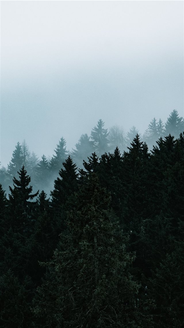 green pine trees under white sky iPhone 8 wallpaper 