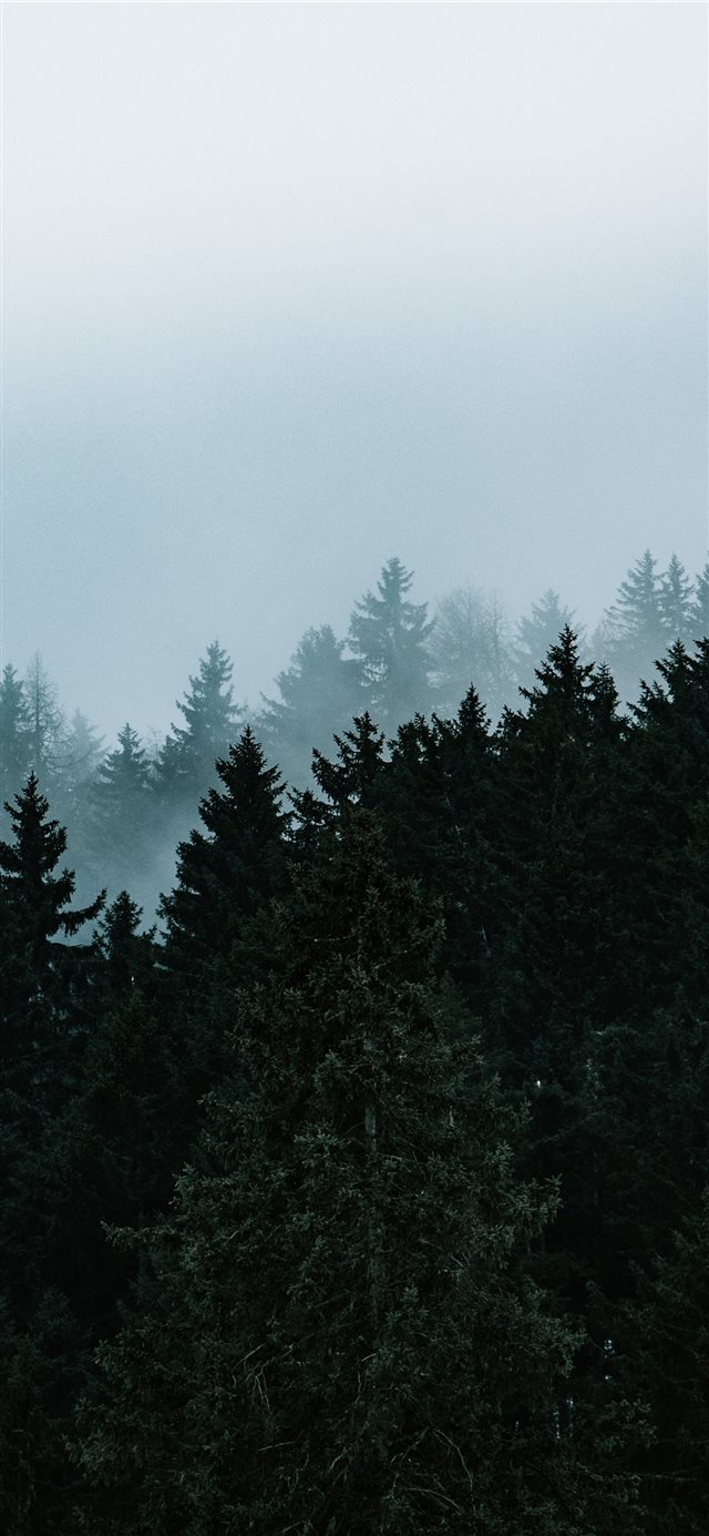 green pine trees under white sky iPhone X wallpaper 