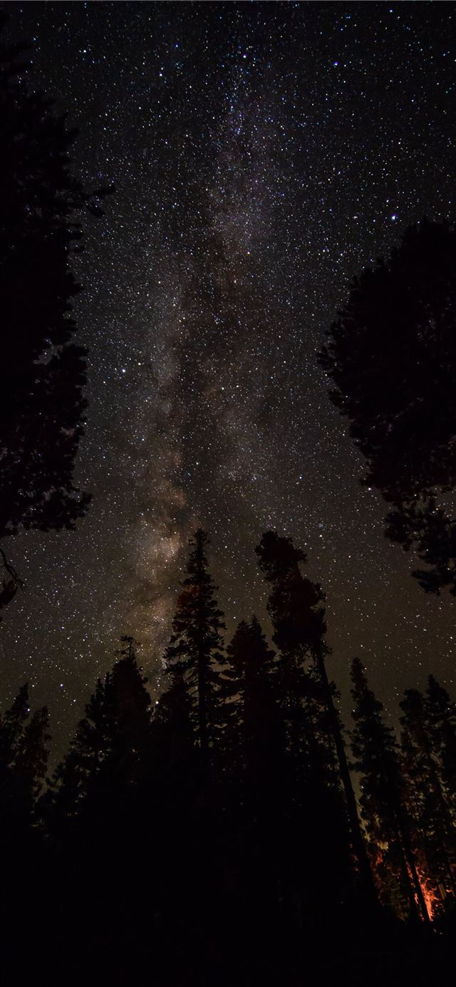silhouette of pine trees under clear night sky iPhone X wallpaper 