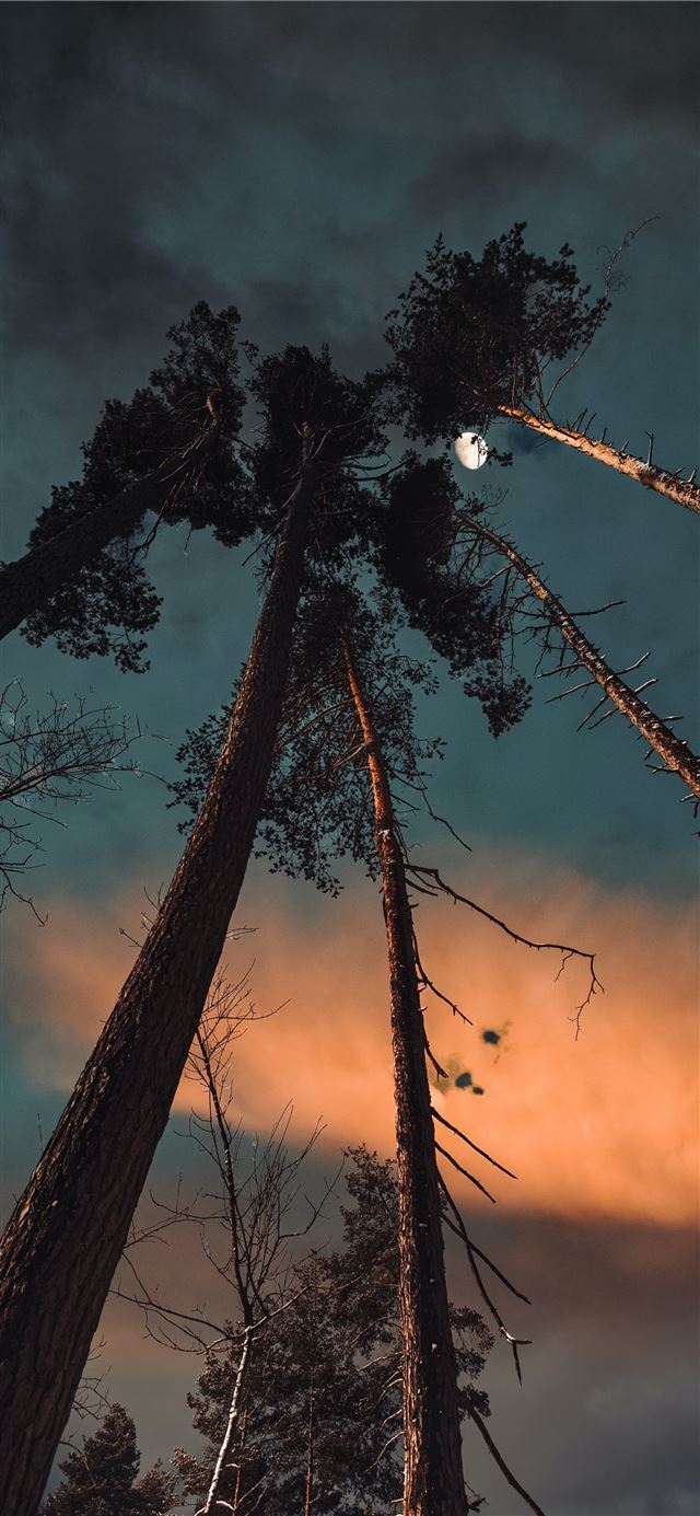 silhouette of trees under cloudy sky during sunset iPhone 11 wallpaper 