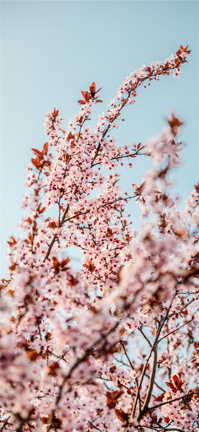 white cherry blossom tree during daytime iPhone X wallpaper 