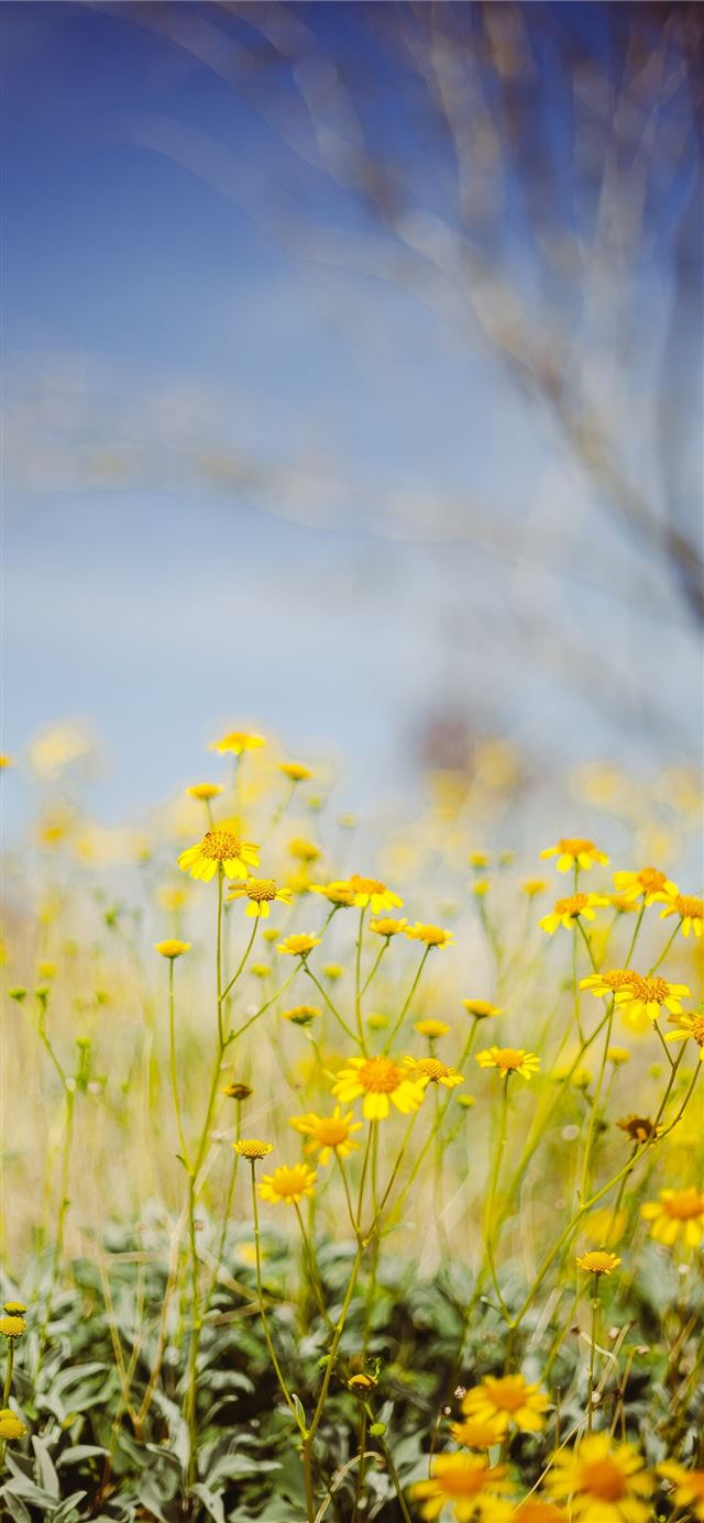 yellow flower field under blue sky during daytime iPhone 11 wallpaper 