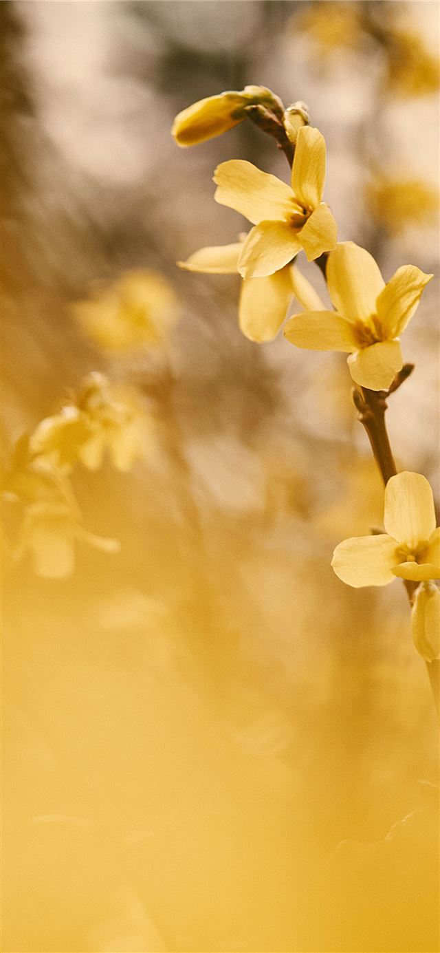yellow flower in tilt shift lens iPhone X wallpaper 