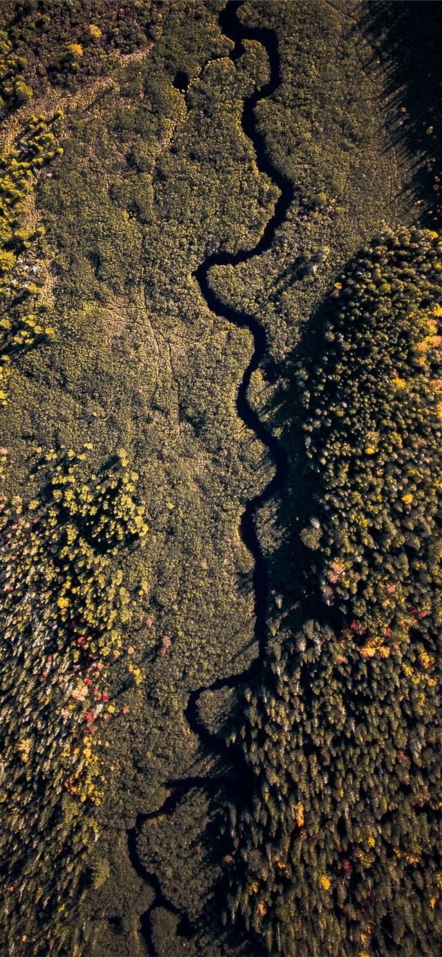 aerial photography green forest iPhone X wallpaper 