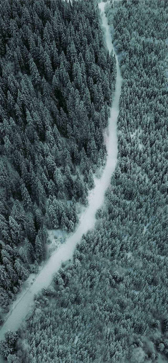 aerial photography of a pathway between trees iPhone 11 wallpaper 