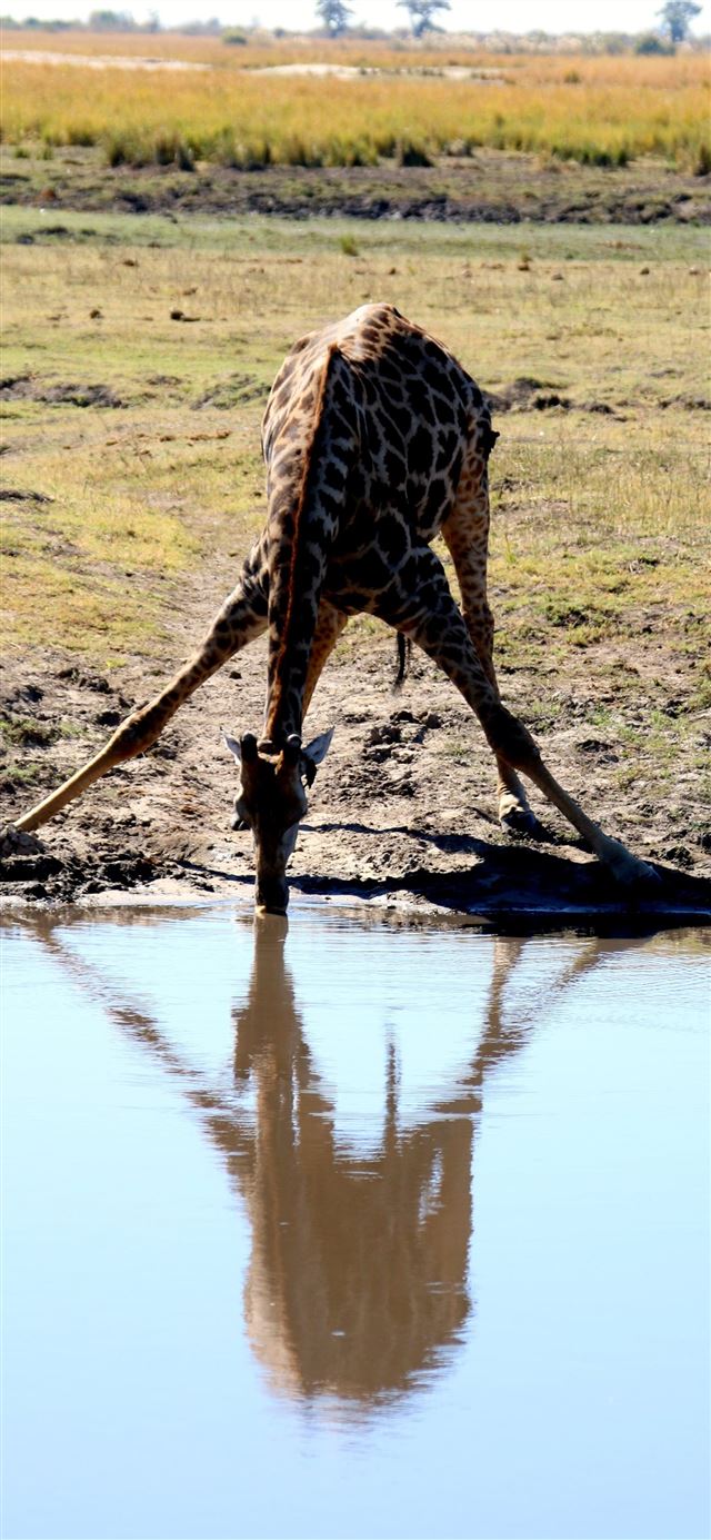 Africa Animal Zebra Safari Serengeti animal wildli... iPhone X wallpaper 