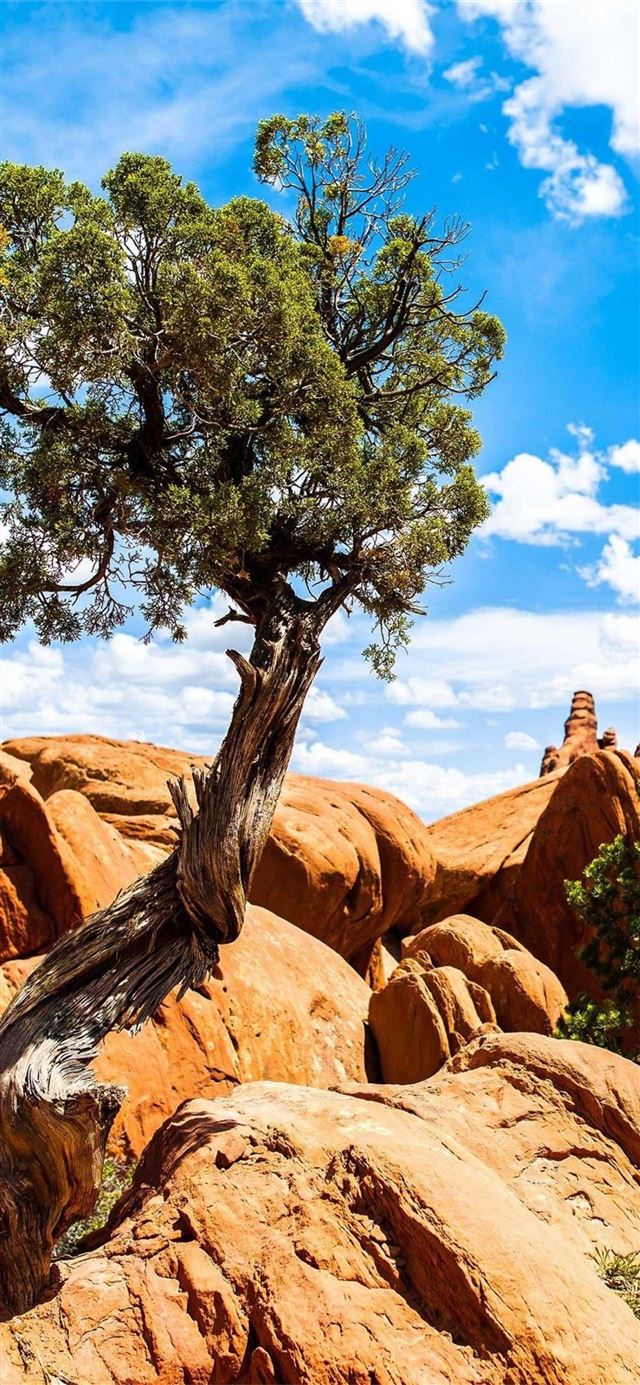 Arches National Park iPhone 11 wallpaper 