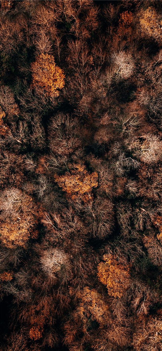 Autumn iPhone X wallpaper 