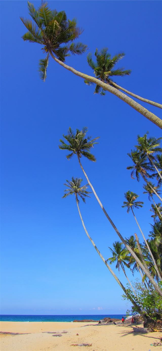 Beach Caribbean Barbados Coast sea beach free imag... iPhone 11 wallpaper 