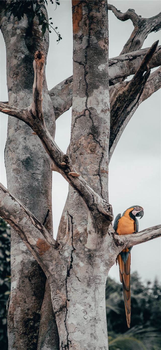 blue and yellow macaw perching on tree iPhone 11 wallpaper 