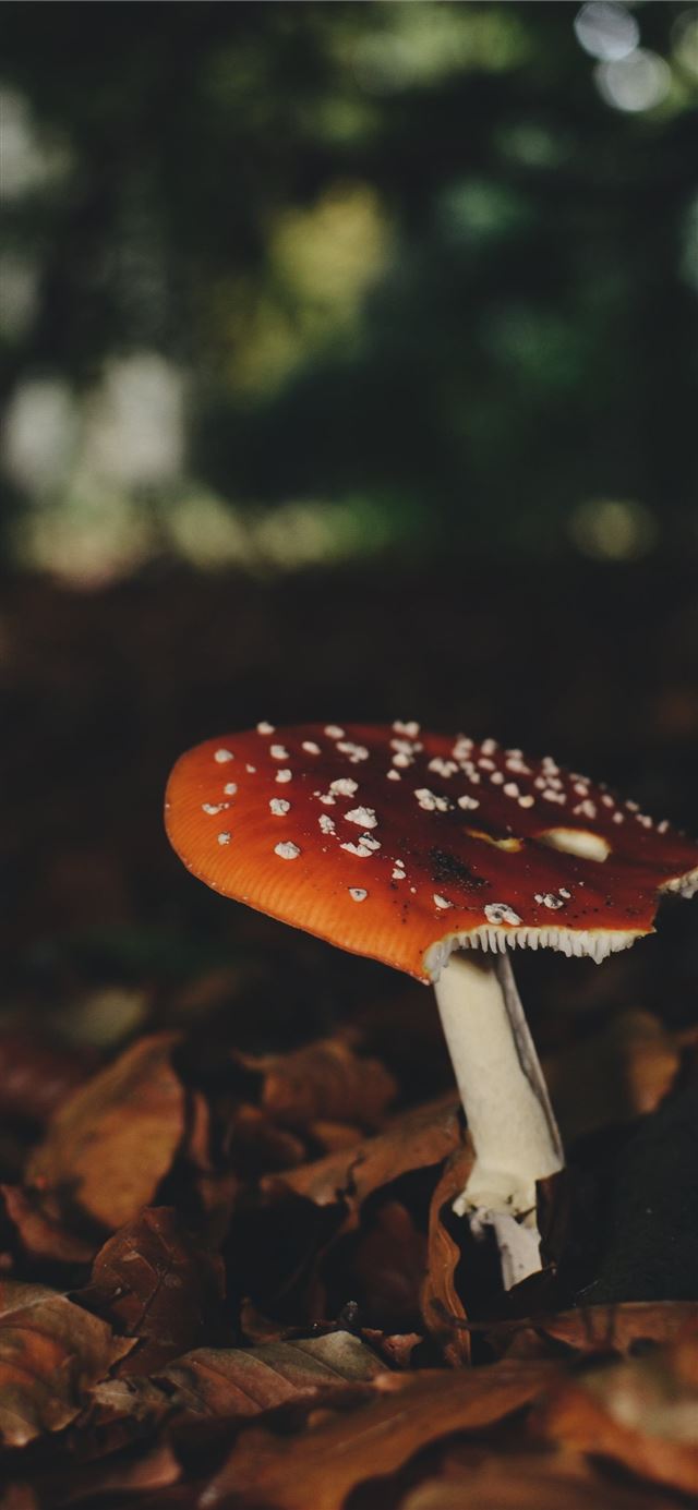brown and white mushroom beside dried leaves iPhone 11 wallpaper 