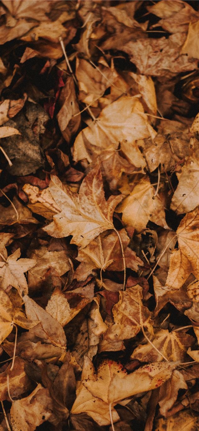 brown leaves iPhone X wallpaper 