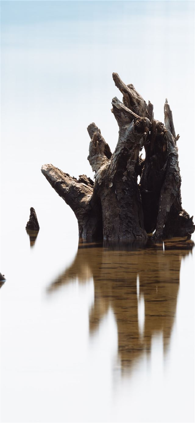 brown wood log on bodt water iPhone 11 wallpaper 