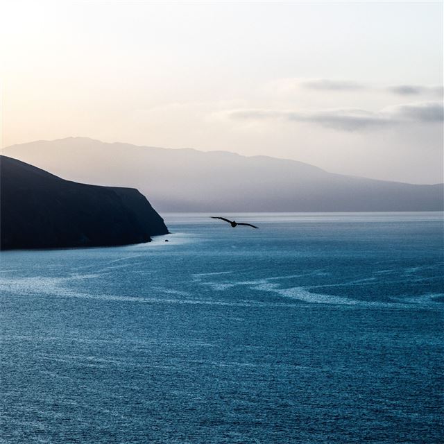 calm ocean bird flying over 5k iPad Pro wallpaper 