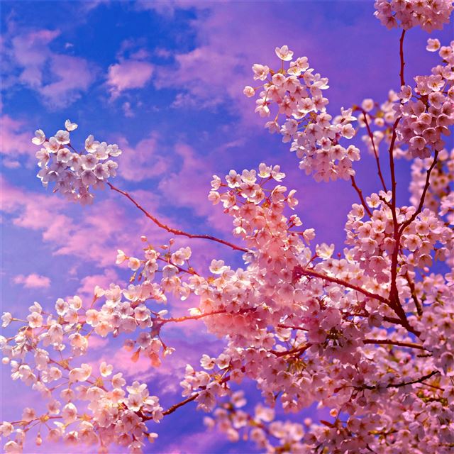 cherry blossom tree 4k 5k iPad Pro wallpaper 