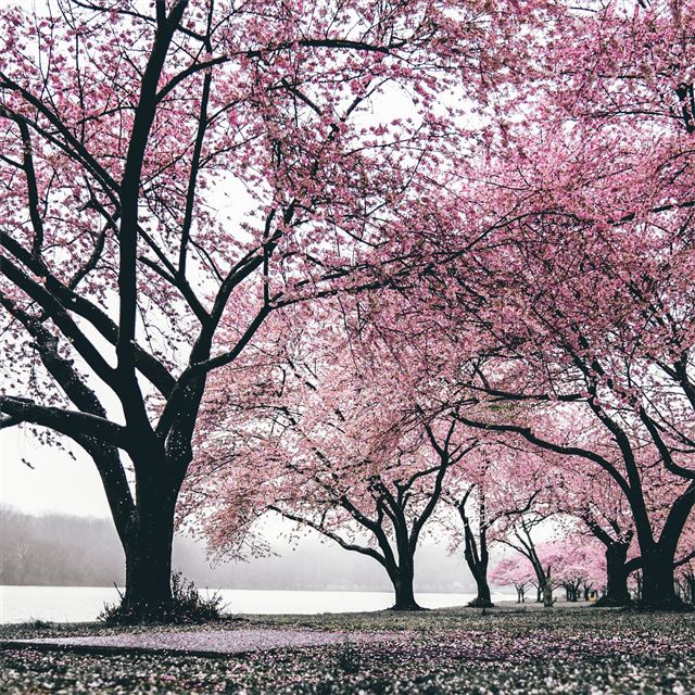 cherry blossoms trees 4k iPad Pro wallpaper 
