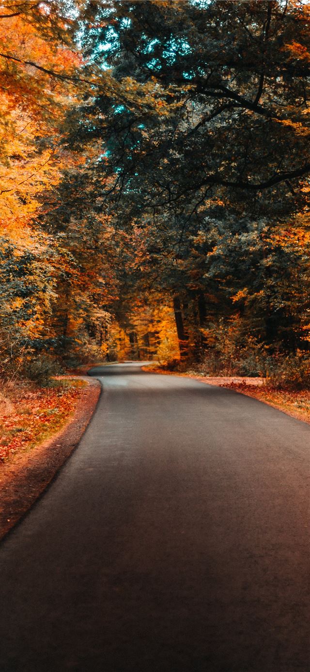 concrete road and autumn trees iPhone X wallpaper 