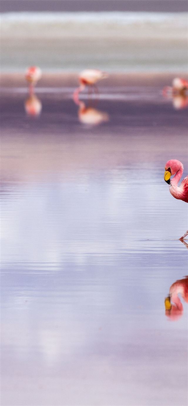 Flamingos at Laguna Colorada Salar de Uyuni Bolivi... iPhone X wallpaper 