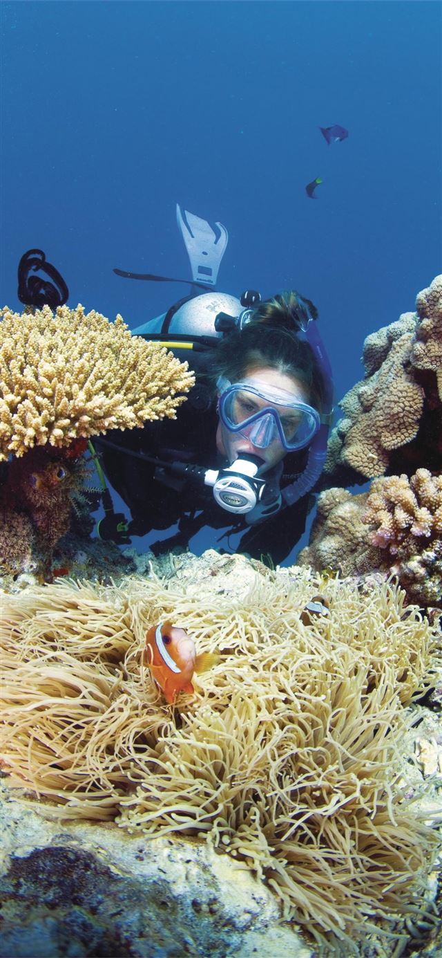 Great Barrier Reef endures 'most extensive coral b... iPhone 11 wallpaper 