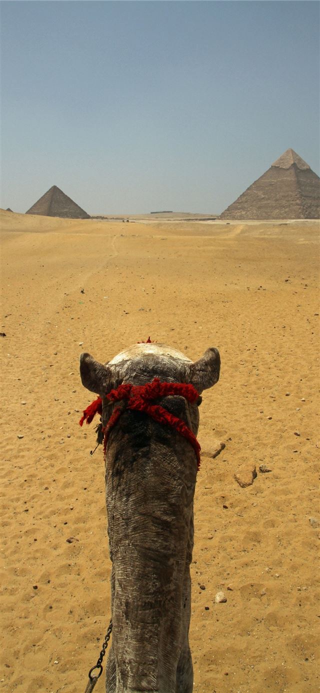 Great Pyramid of Giza iPhone 11 wallpaper 
