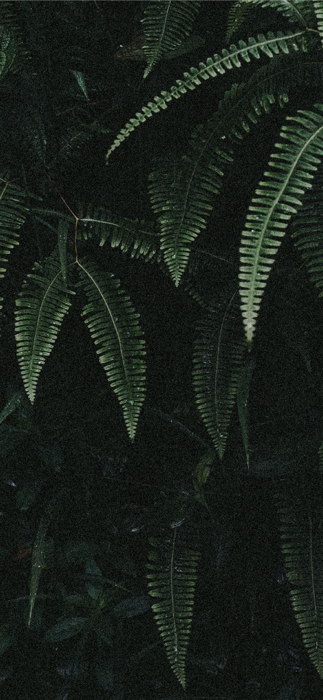 green ferns iPhone X wallpaper 