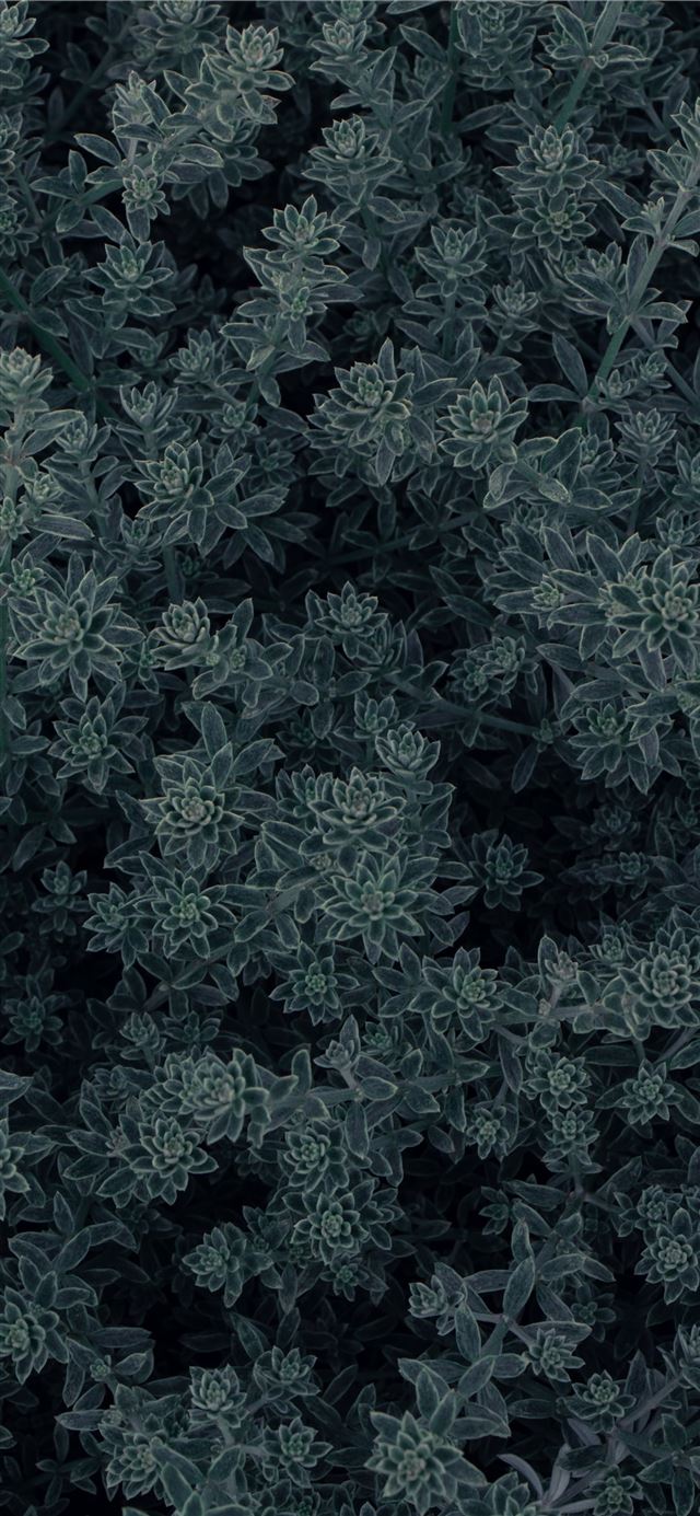 green leaves plant during daytime iPhone X wallpaper 