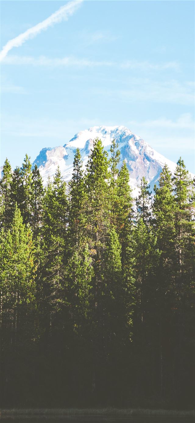 green pine trees near snow covered mountain during... iPhone 11 wallpaper 