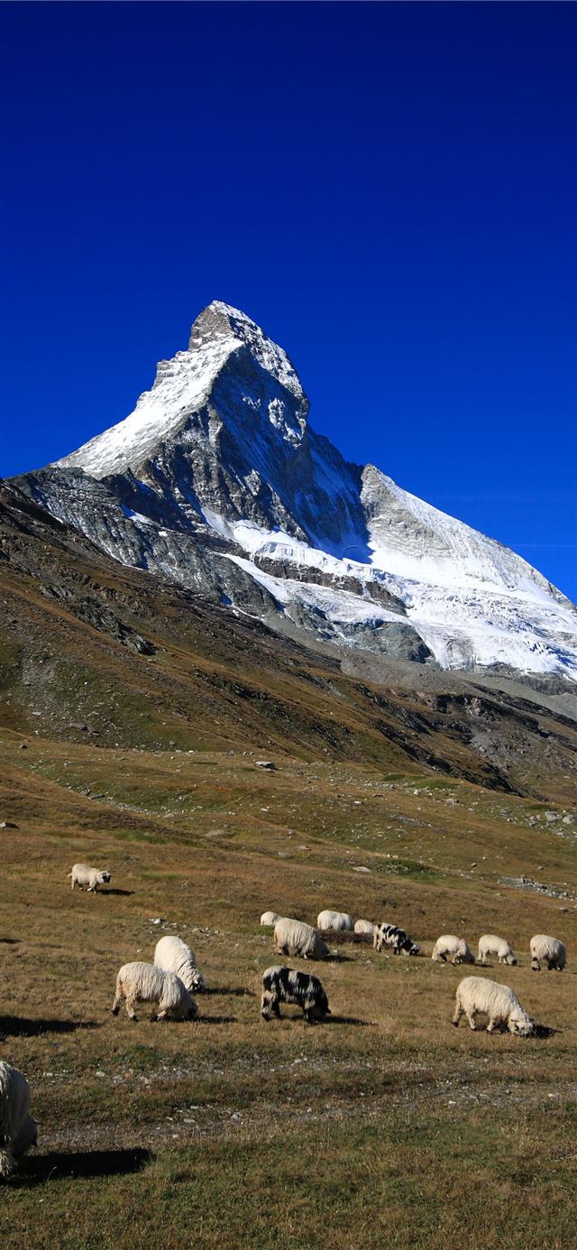 Herd of sheep in matterhorn Switzerland HD iPhone X wallpaper 