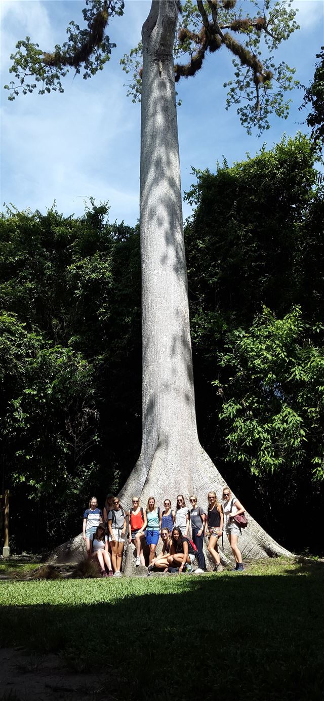 La Ceiba the national tree of Guatemala JungleAdve... iPhone 11 wallpaper 