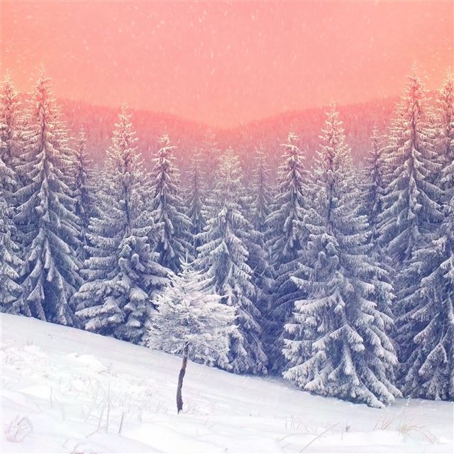 landscape snow trees 5k iPad wallpaper 