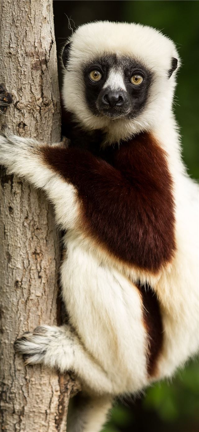 lemur coquerels sifaka sifaka madagascar and backg... iPhone X wallpaper 