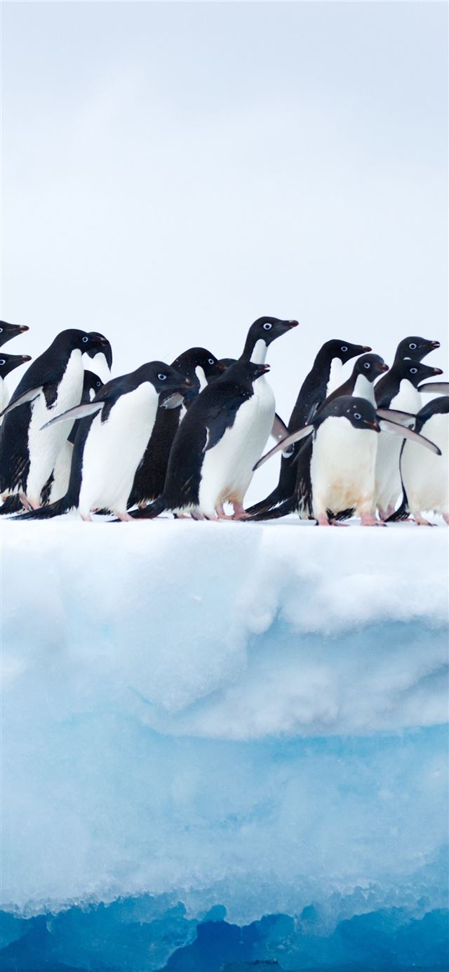 Penguins In Antarctica Sony Xperia X XZ Z5 Premium... iPhone 11 wallpaper 