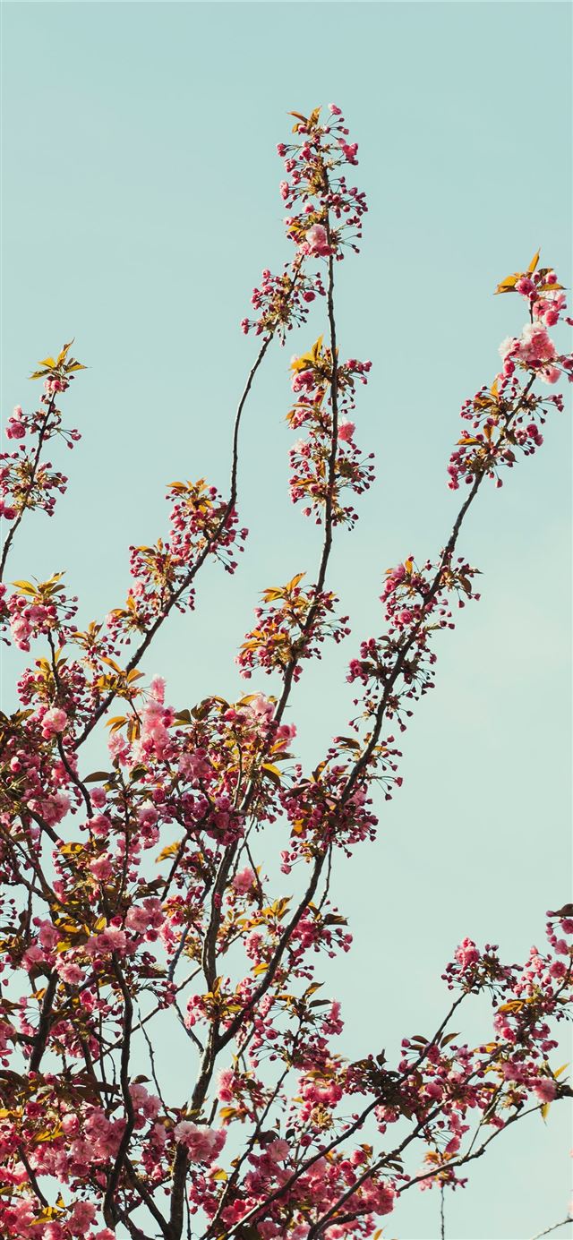 pink and white flowers under blue sky during dayti... iPhone X wallpaper 