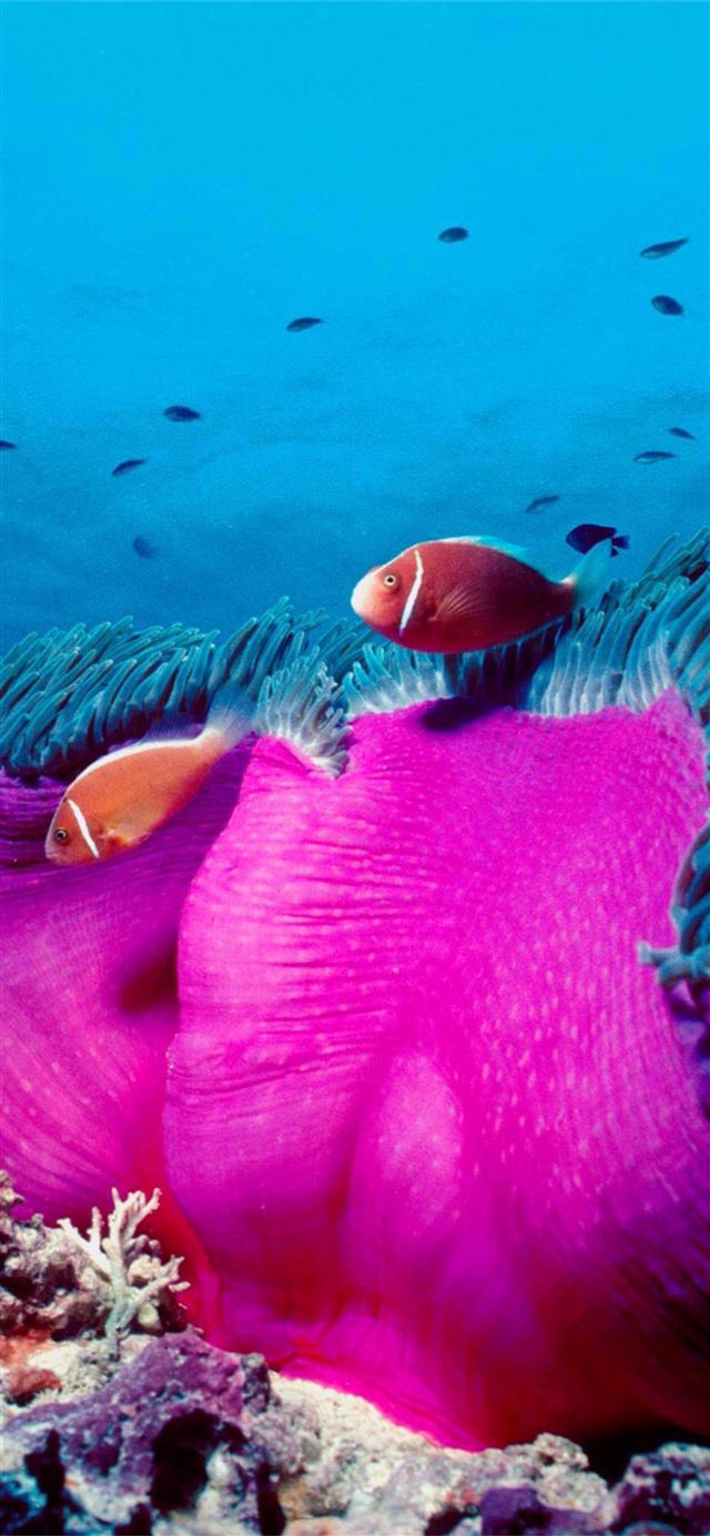 Pink skunk clownfish and sea anemone at the Great ... iPhone 11 wallpaper 