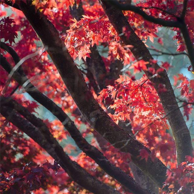 red fall tree autumn leaves 5k iPad Pro wallpaper 