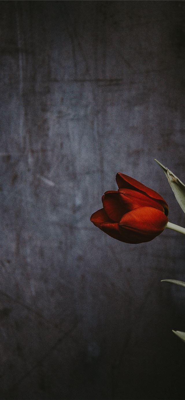 Red flowers tulips Netherlands pond Keukenhof Gard... iPhone 11 wallpaper 