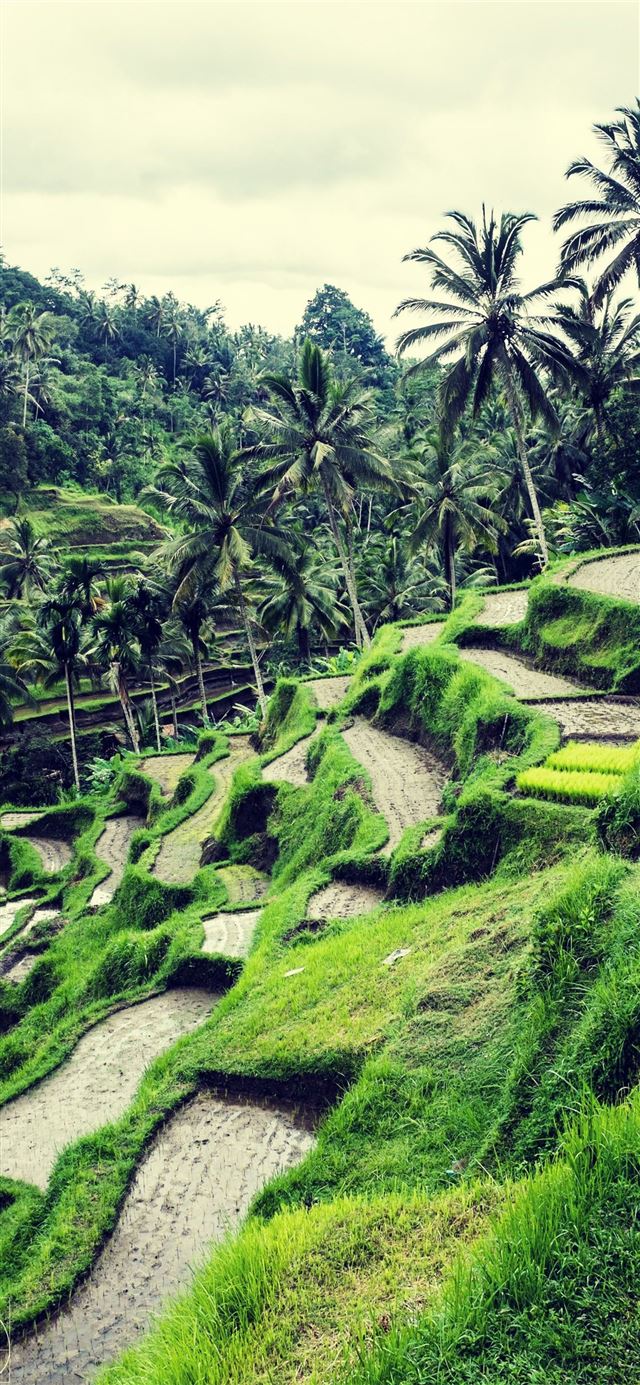 Rice Fields Bali Indonesia Top Free Rice Fields Ba... iPhone X wallpaper 