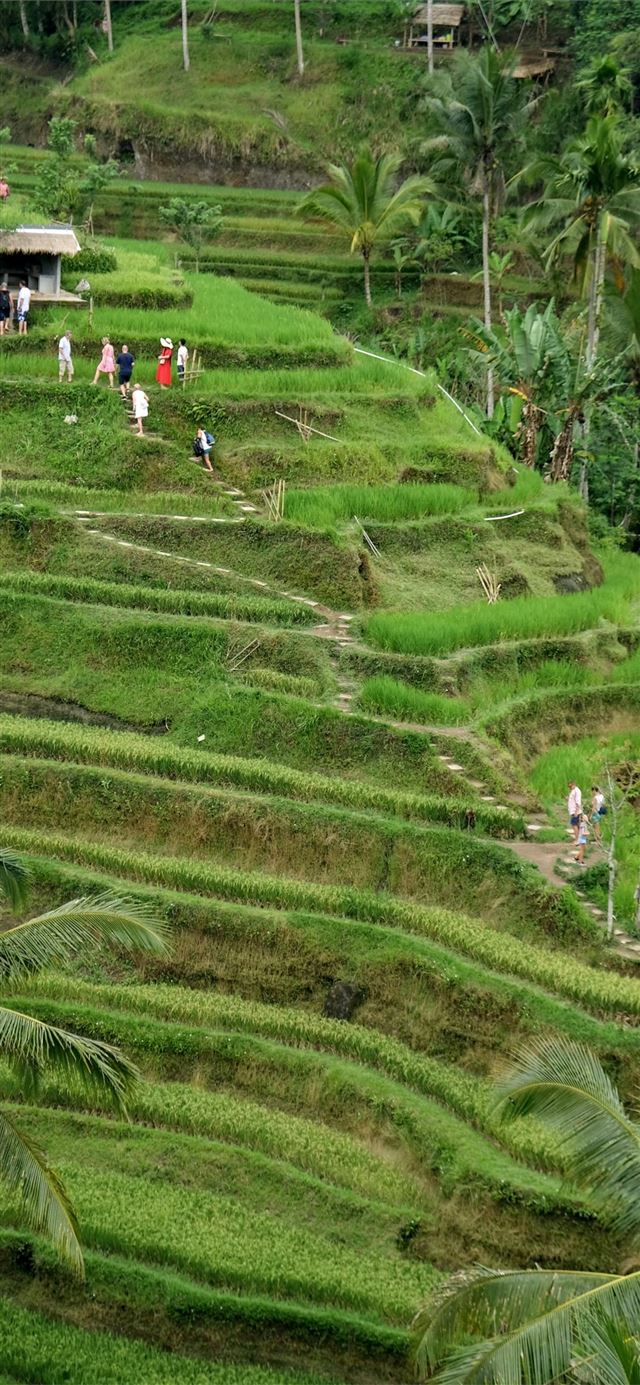 Rice Terraces of Vietnam iPhone 11 wallpaper 