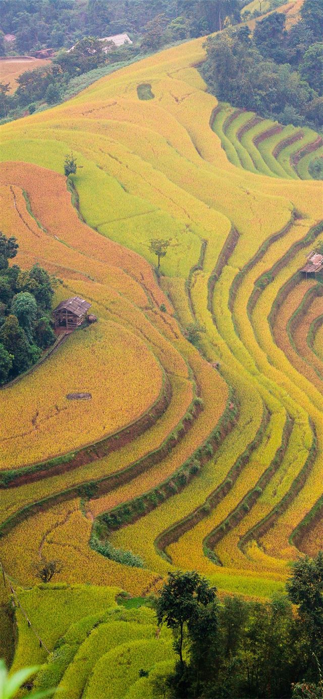 Rice Terraces of Vietnam iPhone 11 wallpaper 