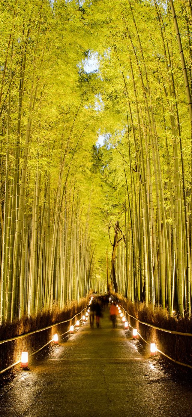 Sagano Bamboo Forest iPhone X wallpaper 