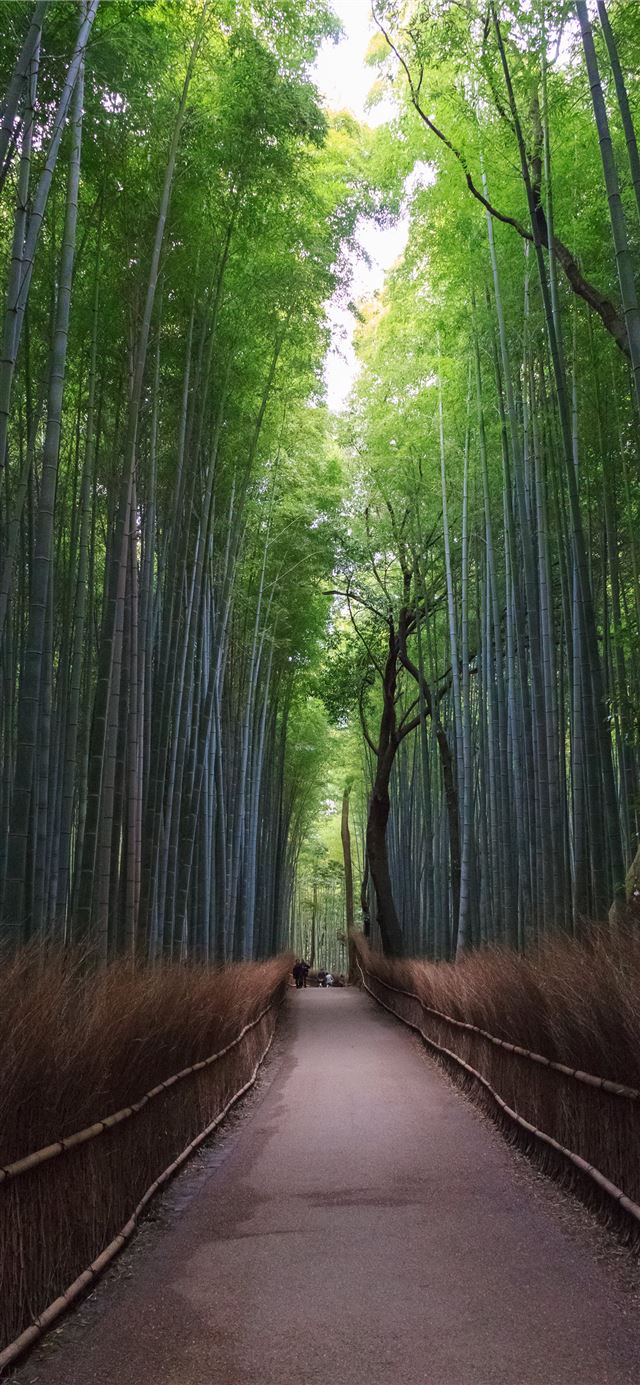 Sagano Bamboo Forest iPhone 11 wallpaper 