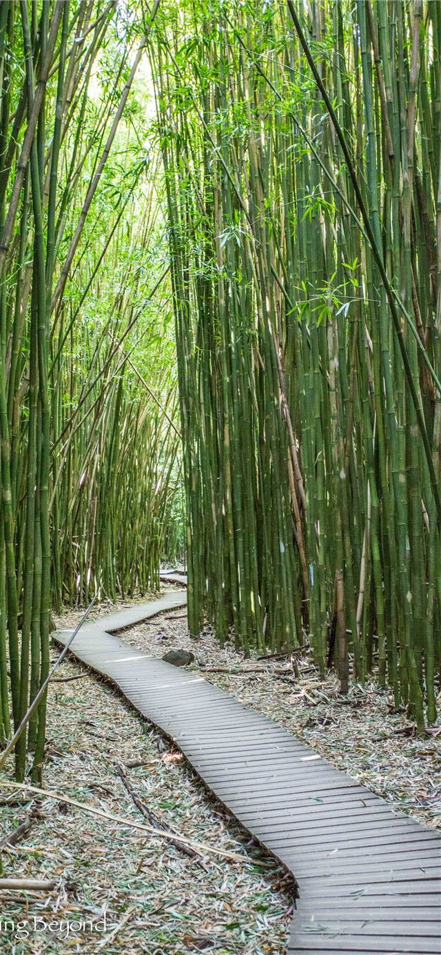 Sagano Bamboo Forest iPhone X wallpaper 