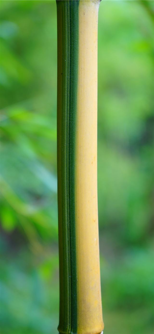 Sagano Bamboo Forest iPhone 11 wallpaper 