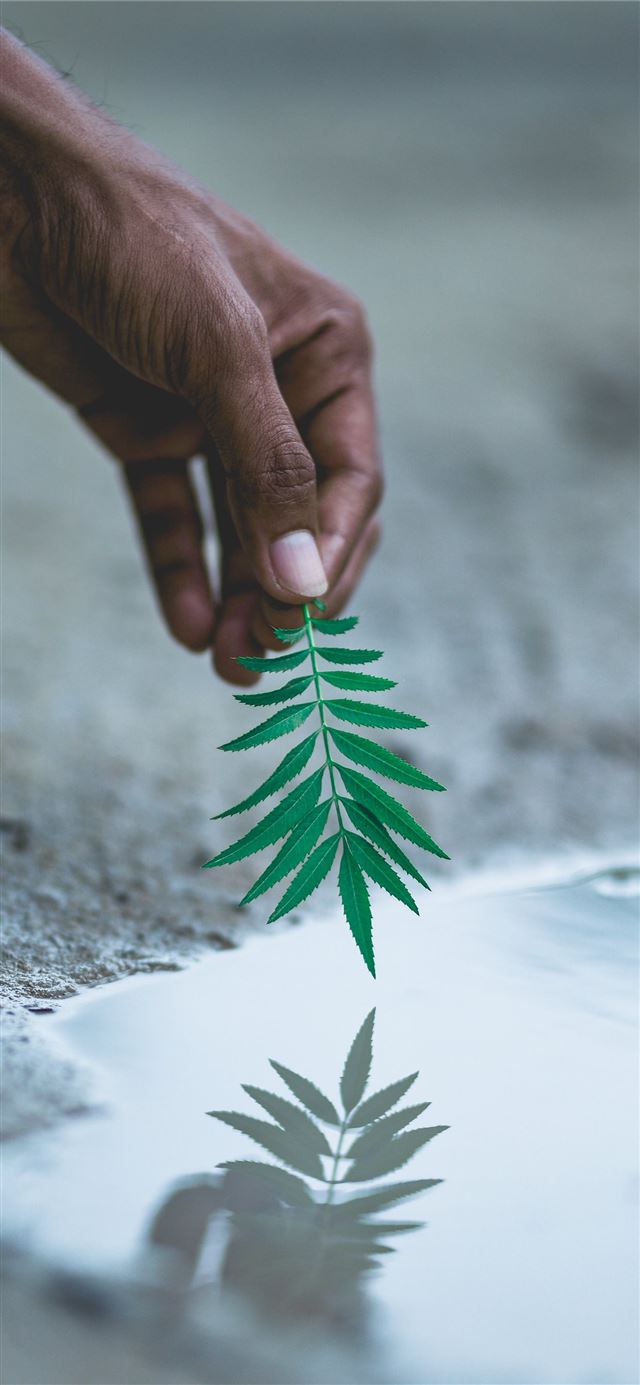 selective focus photography of person holding gree... iPhone X wallpaper 