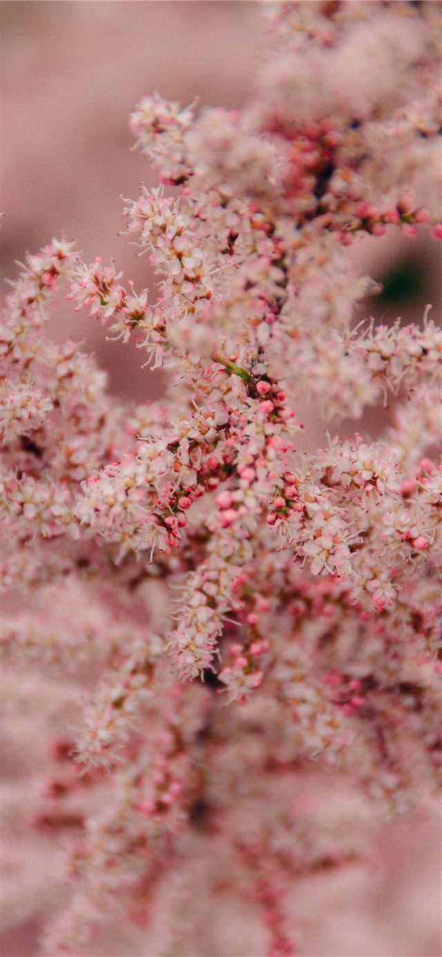 shallow focus photography of pink flower iPhone 11 wallpaper 