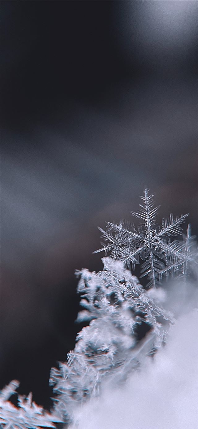 snow covered tree during daytime iPhone 11 wallpaper 