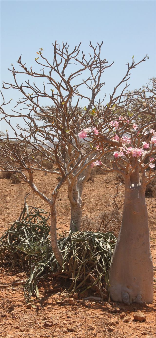 Socotra Island iPhone 11 wallpaper 