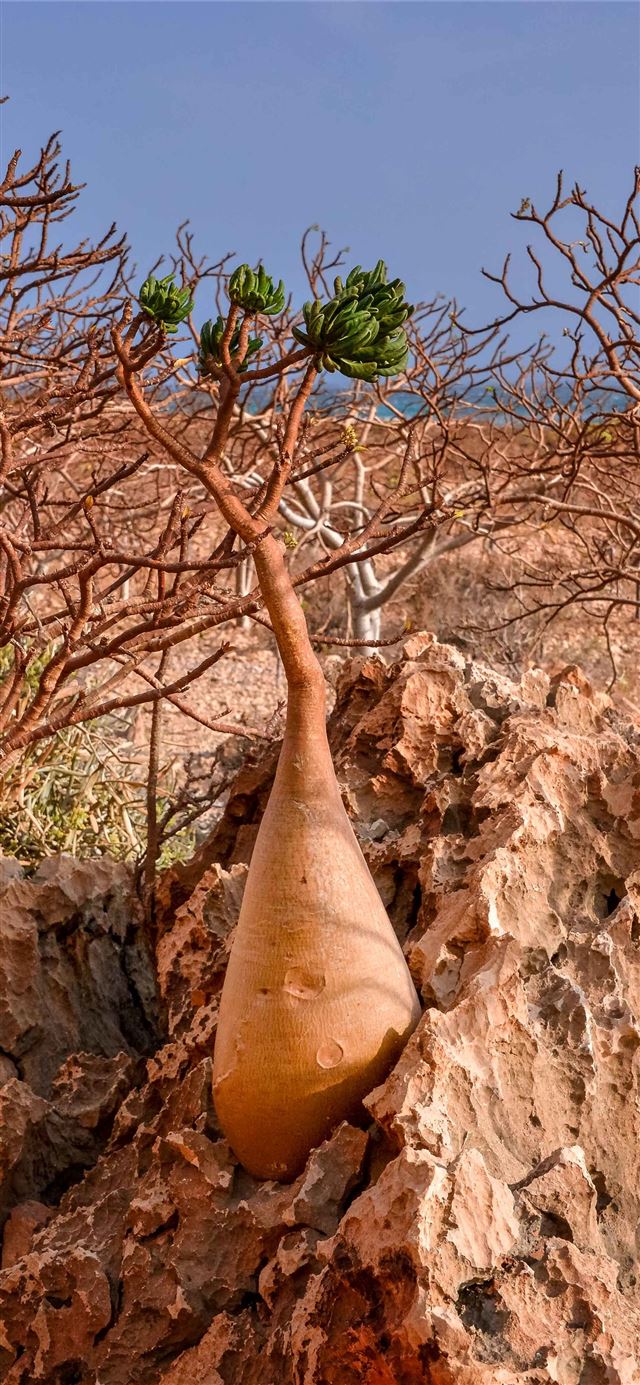 Socotra Island iPhone X wallpaper 
