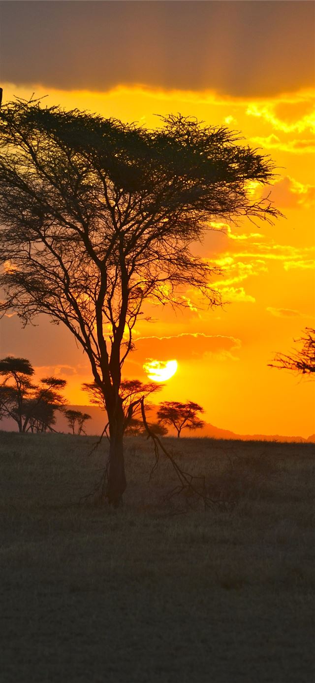 Sun setting over the Serengeti iPhone 11 wallpaper 