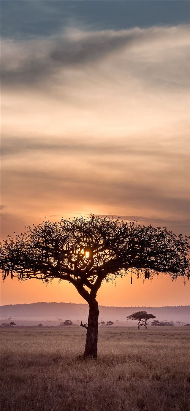 Sunset in Serengeti Tanzania 5203 x iPhone X wallpaper 